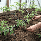 Système d’irrigation pour serre